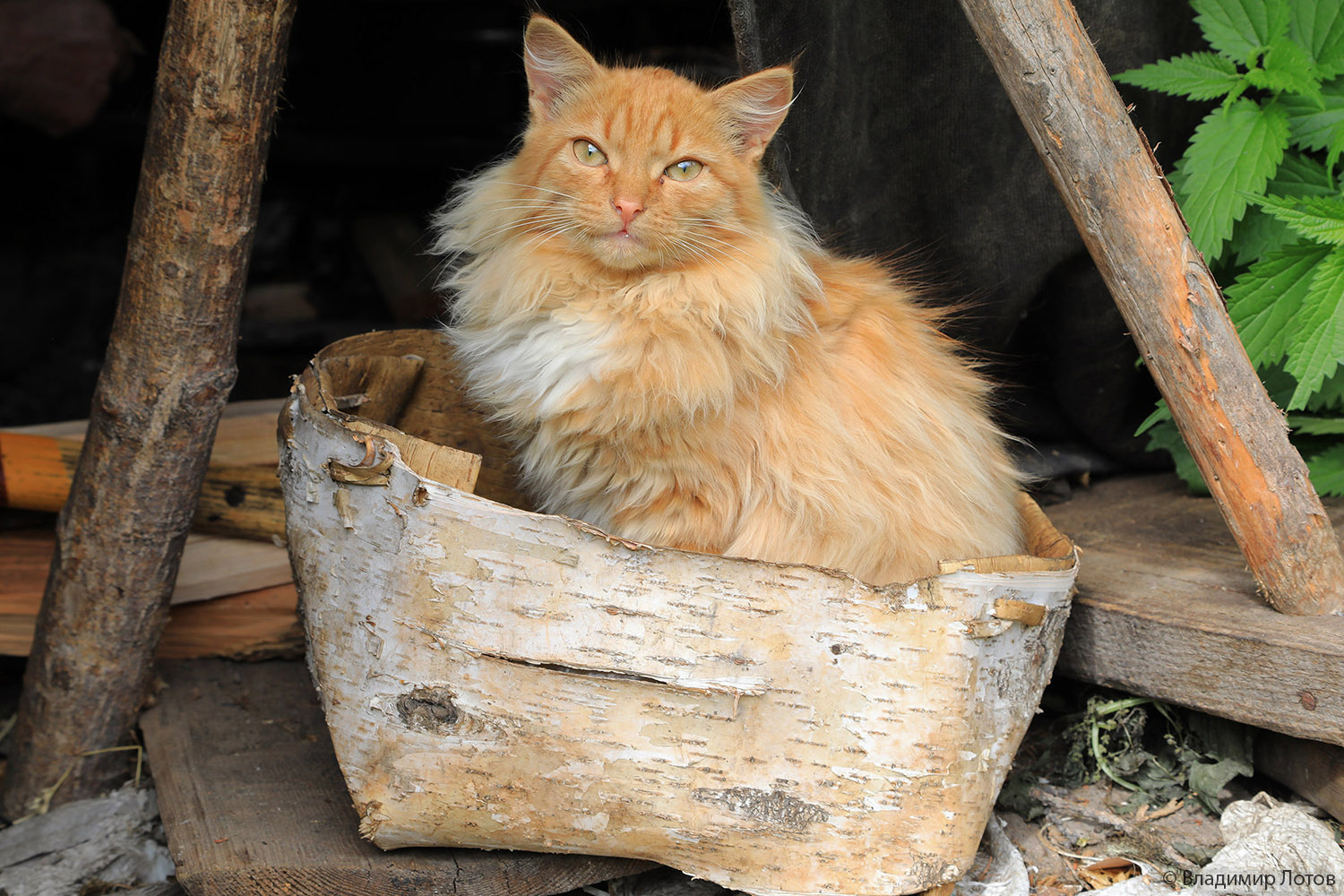 Рыжик - кот Агафьи